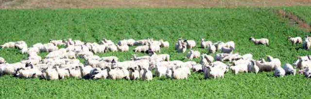 sheep grazing sheep grazing