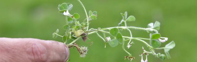 image of sub clover in hand