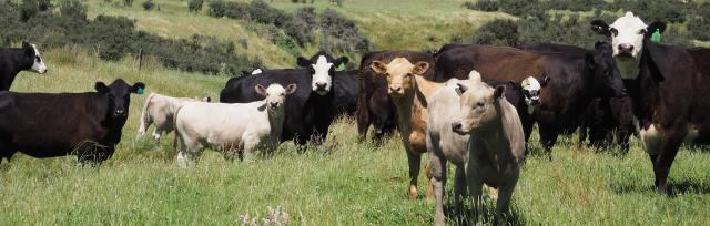 image of beef cattle