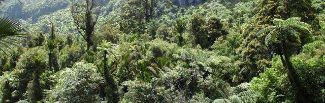 image of native trees by river