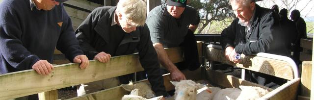 Image of farmers body conditioning scoring ewes