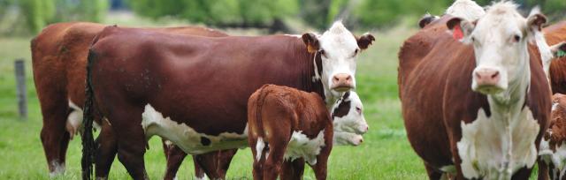 calves and cows