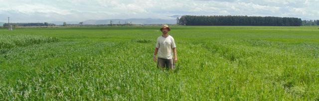 catch crops catch crops