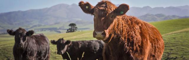 Cattle Image of cattle