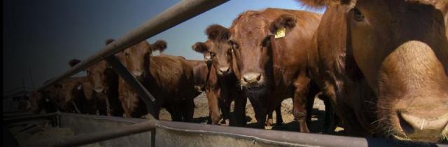 cattle-feed-trough cattle feed trough