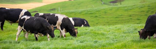 cattle grazing image of cattle grazing