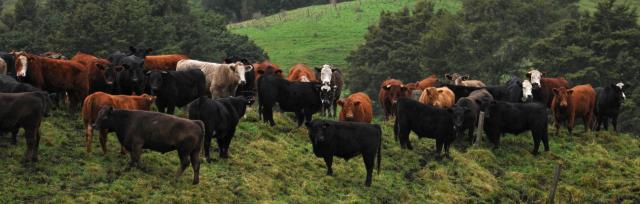 cows and landscape