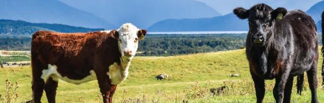cows image of beef cpw and dairy cow on-farm