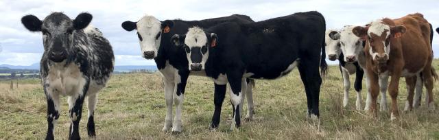 image of dairy beef cattle