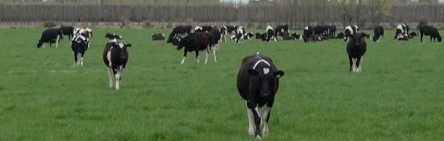 dairy heifer dairy heifer