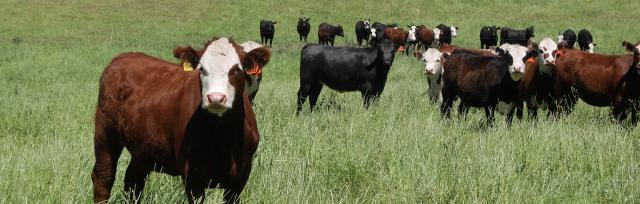 Beef stock Beef stock