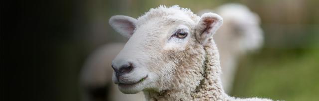 sheep close up