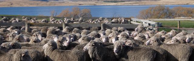 ewes and mountains