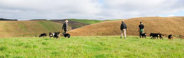 farmers and dogs farmers and dogs