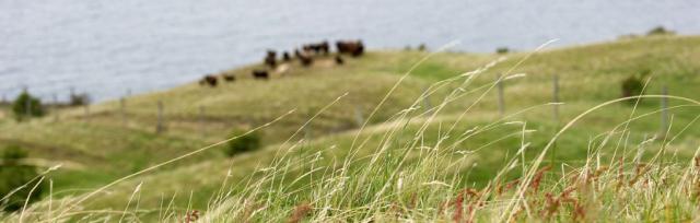 pasture pasture