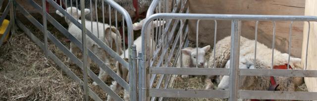 lamb-rearing