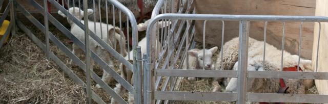 lamb-rearing lamb-rearing