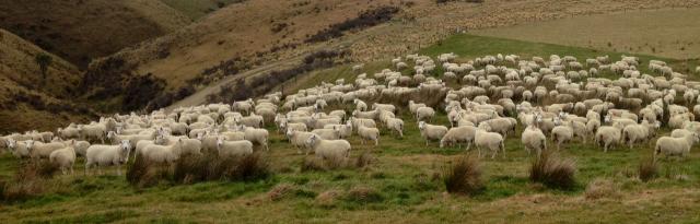 lambs on mountain