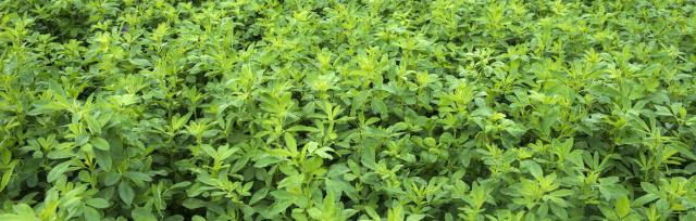 lucerne lucerne