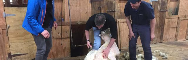image of shearing sheep