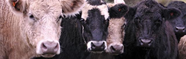 image of mixed cattle