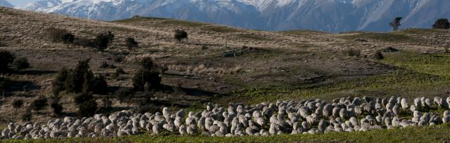mob of sheep in winter mob of sheep in winter