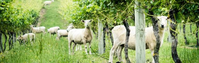 sheep in vinyards