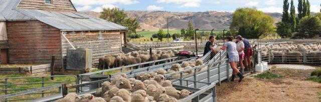 yards sheep in yards