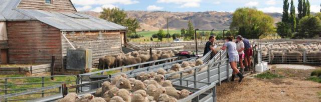 sheep in yards