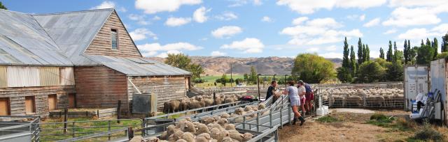 image of sheep in yards