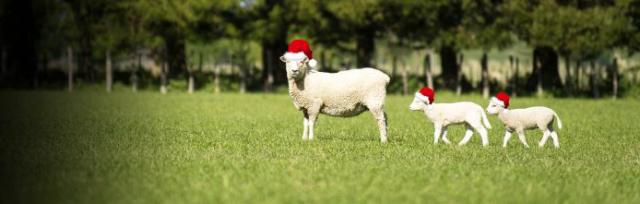 Xmas sheep