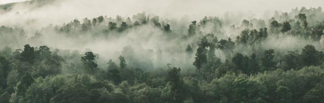 image of forest in mist