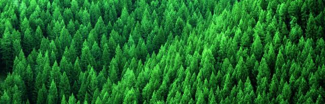 pine trees pine trees