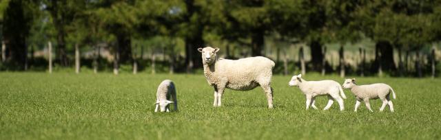 Sheep and lambs Image of sheep and lambs