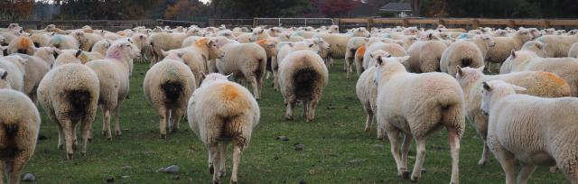 sheep progency sheep progency