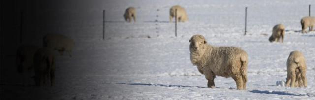 sheep in snow