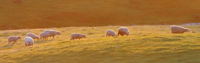 stock grazing stock grazing