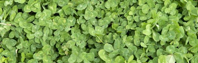 sub clover