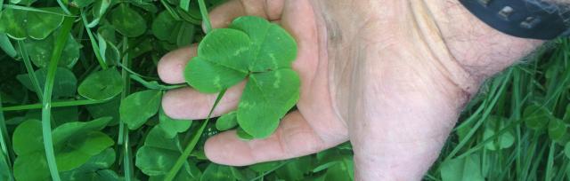 sub clover sub clover