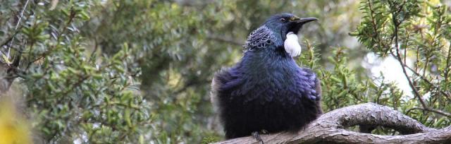 image of tui bird