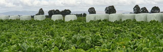 image of winter crops