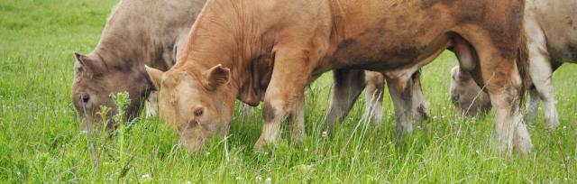 image of cows eating image of cows eating