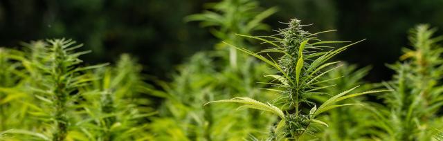 hemp hemp
