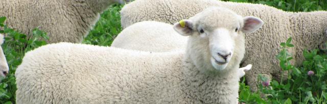 sheep in clover