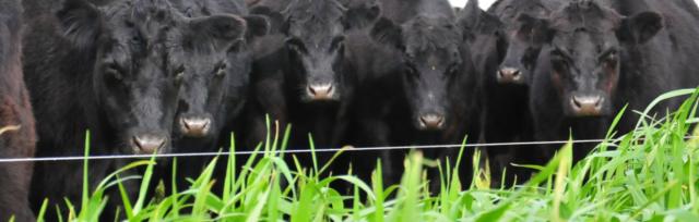 winter grazing winter grazing