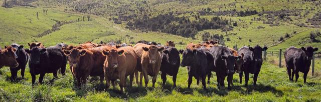Cattle Cattle