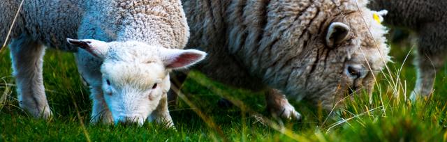 ewe and lamb eating ewe and lamb eating