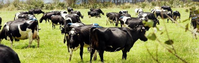 fresian herd grazing fresian herd grazing