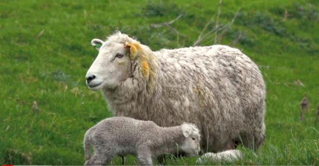 weaning lambs