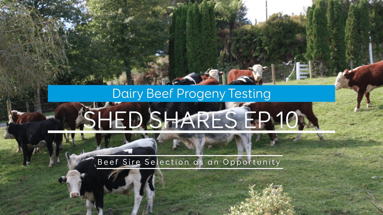 LIC – Dairy Beef Sire Selection as an Opportunity for Farmers (part 2 ...